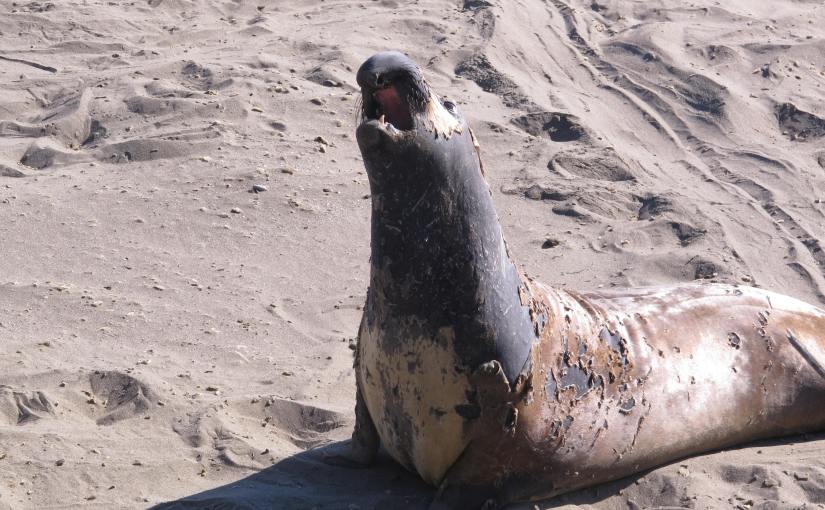 Costa do Pacifico (Pacific&nbsp;coast)