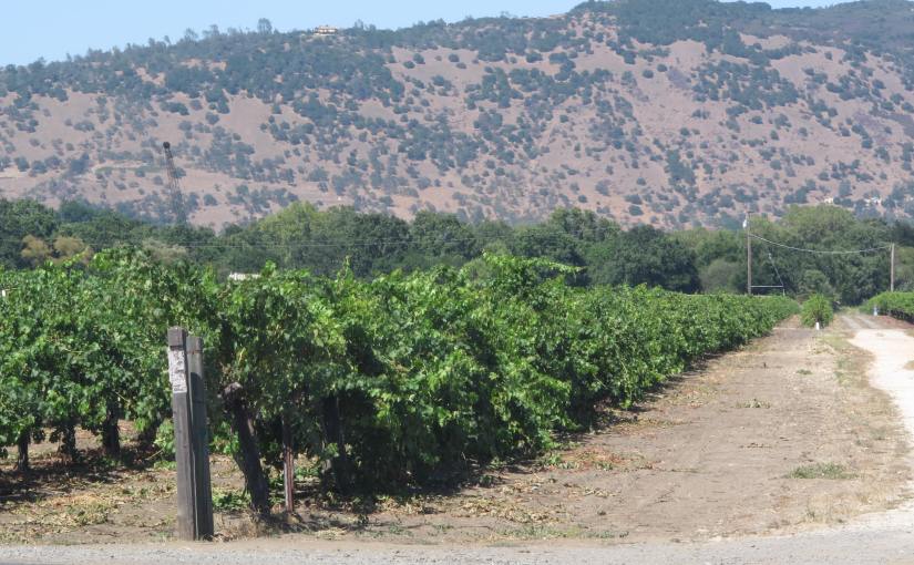 California’ Vineyards