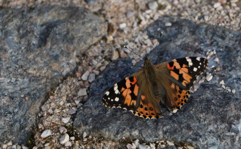 Monchique – Algarve