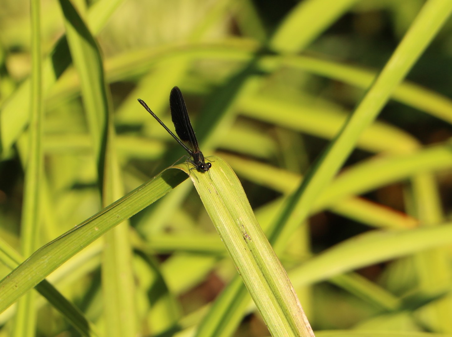 IMG_4651 libelinha preta