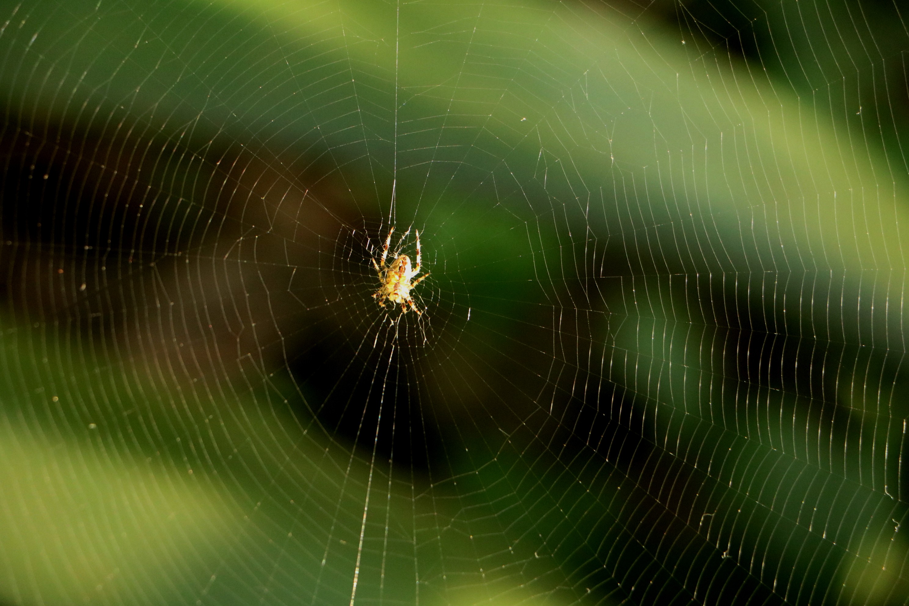 IMG_4667 aranha