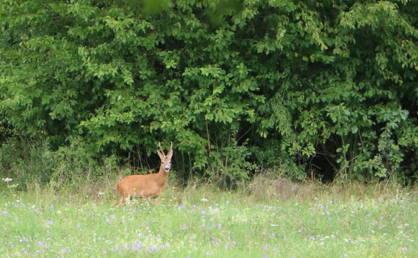 Lisboa-Praga-Sardenha-Bohemia – Bohemia