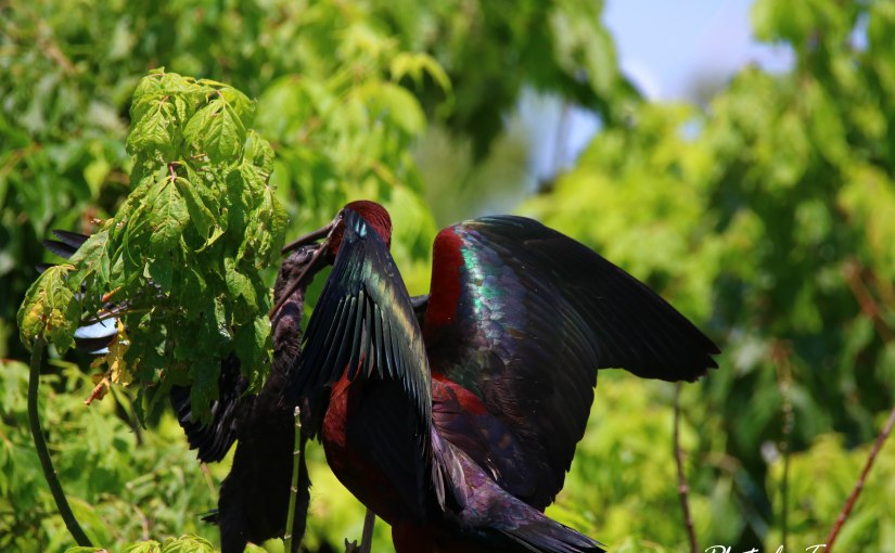 Escaroupim – Escapadelas
