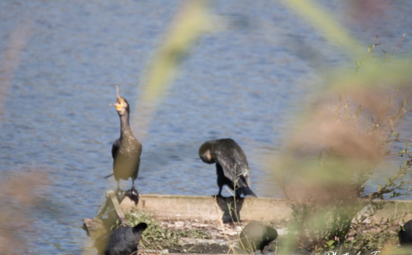 Lagoa Pequena –&nbsp;Sesimbra